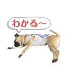 柴パグはるスタンプ（個別スタンプ：12）