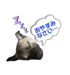柴パグはるスタンプ（個別スタンプ：17）