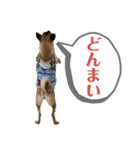 柴パグはるスタンプ（個別スタンプ：18）