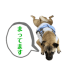 柴パグはるスタンプ（個別スタンプ：21）