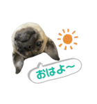 柴パグはるスタンプ（個別スタンプ：24）