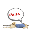 柴パグはるスタンプ（個別スタンプ：26）