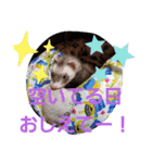 フェレットスタンプ2弾（個別スタンプ：10）
