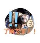 フェレットスタンプ2弾（個別スタンプ：11）