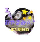 フェレットスタンプ2弾（個別スタンプ：13）