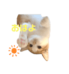 おてんば猫のころね（個別スタンプ：1）