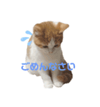 おてんば猫のころね（個別スタンプ：3）
