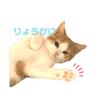 おてんば猫のころね（個別スタンプ：4）