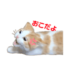 おてんば猫のころね（個別スタンプ：7）