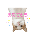 おてんば猫のころね（個別スタンプ：8）