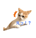 おてんば猫のころね（個別スタンプ：9）
