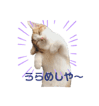 おてんば猫のころね（個別スタンプ：10）