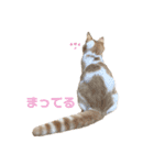 おてんば猫のころね（個別スタンプ：11）