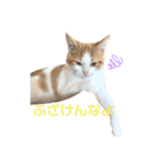 おてんば猫のころね（個別スタンプ：12）