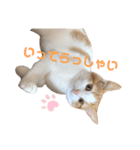 おてんば猫のころね（個別スタンプ：13）