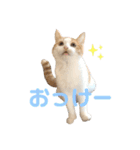 おてんば猫のころね（個別スタンプ：14）