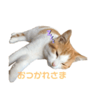おてんば猫のころね（個別スタンプ：15）