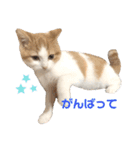 おてんば猫のころね（個別スタンプ：16）