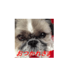 毒舌犬 まろの日常（個別スタンプ：1）