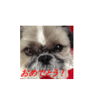 毒舌犬 まろの日常（個別スタンプ：2）