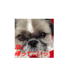 毒舌犬 まろの日常（個別スタンプ：6）