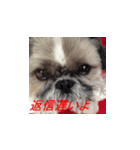 毒舌犬 まろの日常（個別スタンプ：7）