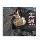 愛猫てるひこ（個別スタンプ：3）