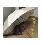 愛猫てるひこ（個別スタンプ：6）