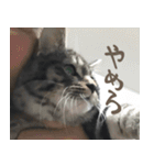 愛猫てるひこ（個別スタンプ：12）