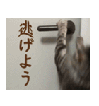 愛猫てるひこ（個別スタンプ：13）