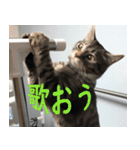 愛猫てるひこ（個別スタンプ：14）