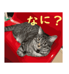 愛猫てるひこ（個別スタンプ：16）