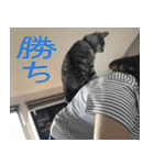 愛猫てるひこ（個別スタンプ：21）