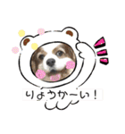 くまごろうスタンプ03（個別スタンプ：5）
