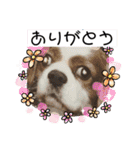 くまごろうスタンプ03（個別スタンプ：6）