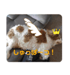 くまごろうスタンプ03（個別スタンプ：16）