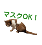 パンタソ スタンプ（個別スタンプ：5）
