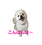 ぷっち2（個別スタンプ：3）