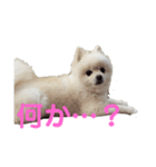 ぷっち2（個別スタンプ：4）