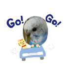 インコのおーちゃんスタンプ（個別スタンプ：2）