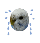 インコのおーちゃんスタンプ（個別スタンプ：4）