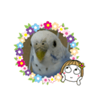 インコのおーちゃんスタンプ（個別スタンプ：6）