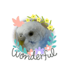 インコのおーちゃんスタンプ（個別スタンプ：7）