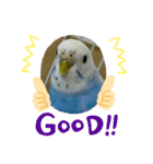 インコのおーちゃんスタンプ（個別スタンプ：8）