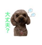 トイプードルのチョコちゃんスタンプ2（個別スタンプ：8）