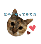 みあひめ（個別スタンプ：2）