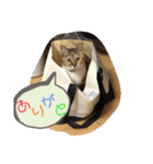 みあひめ（個別スタンプ：5）
