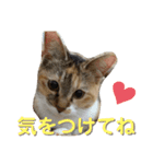 みあひめ（個別スタンプ：6）