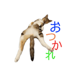 みあひめ（個別スタンプ：8）