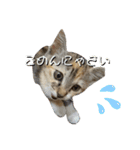 みあひめ（個別スタンプ：9）